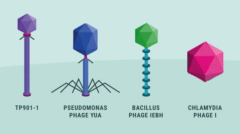 virus dtu biotech academy videnskabelig illustration